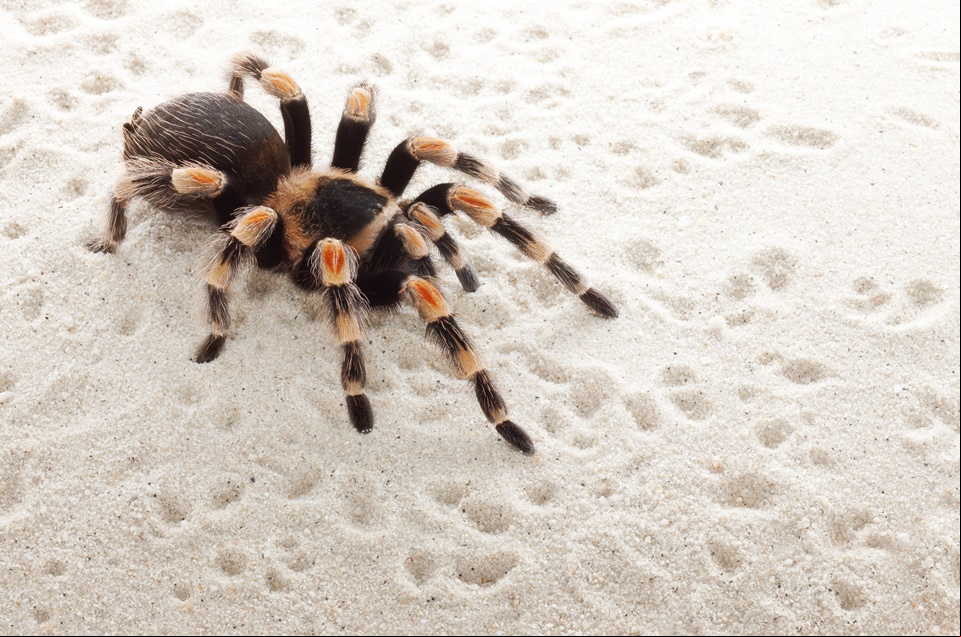 Novo medicamento para disfunção erétil é feito com veneno de aranha